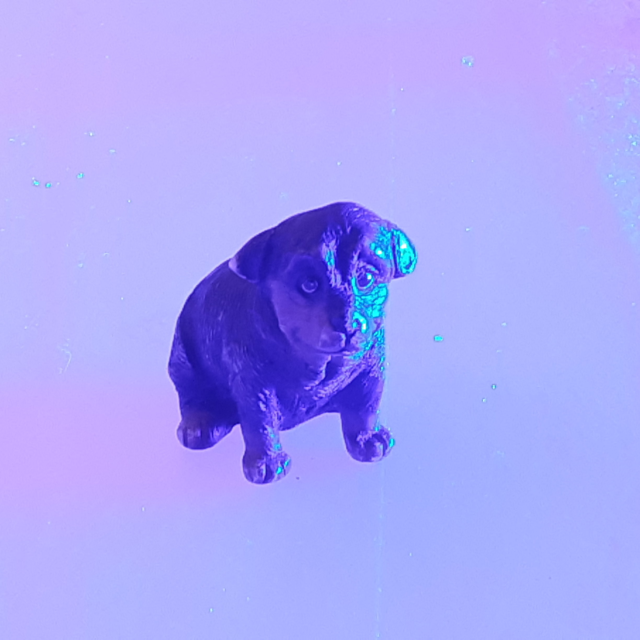 Show Dawg on ice